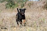 ROTTWEILER 171